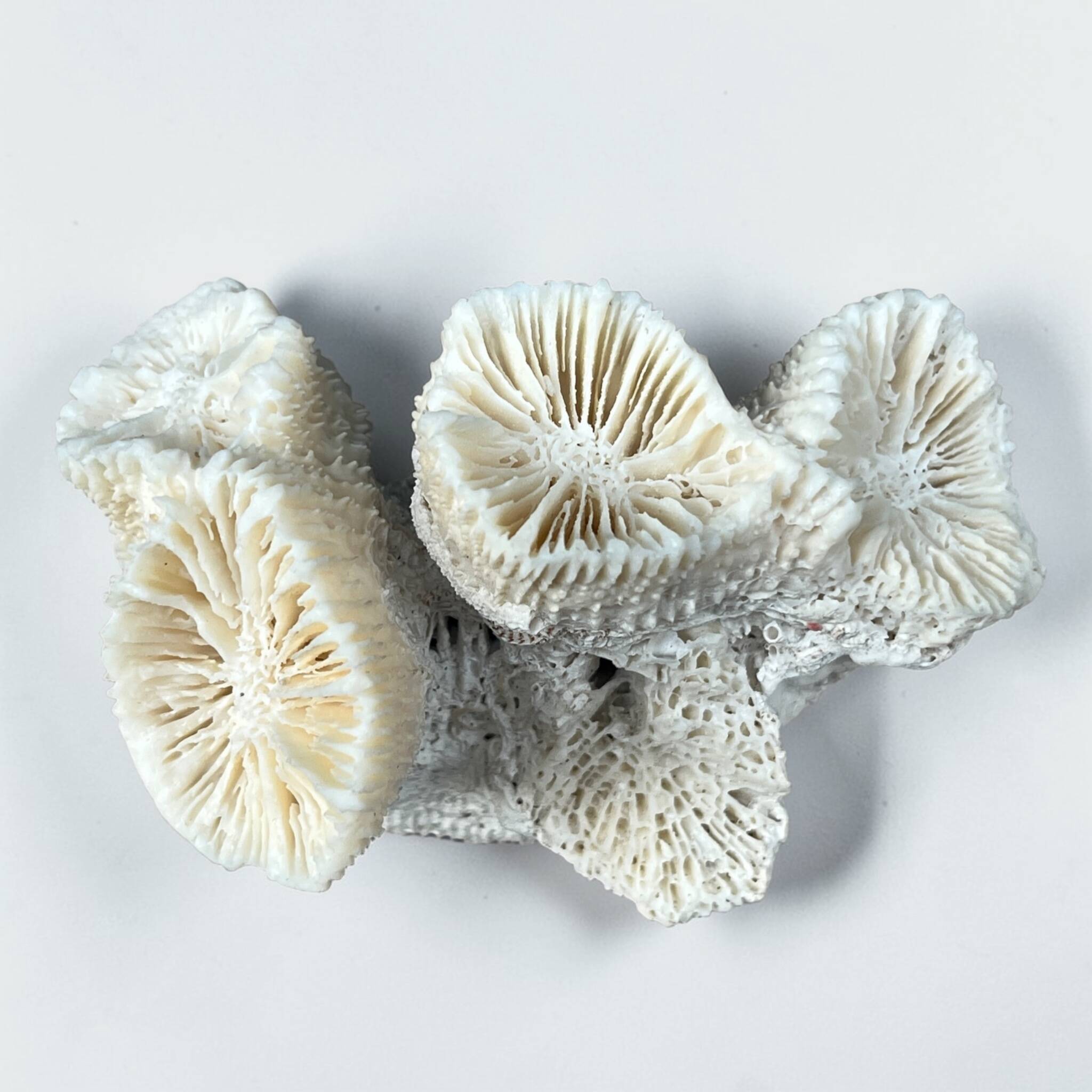 Natural white coral on a black wood base curiosity cabinet.