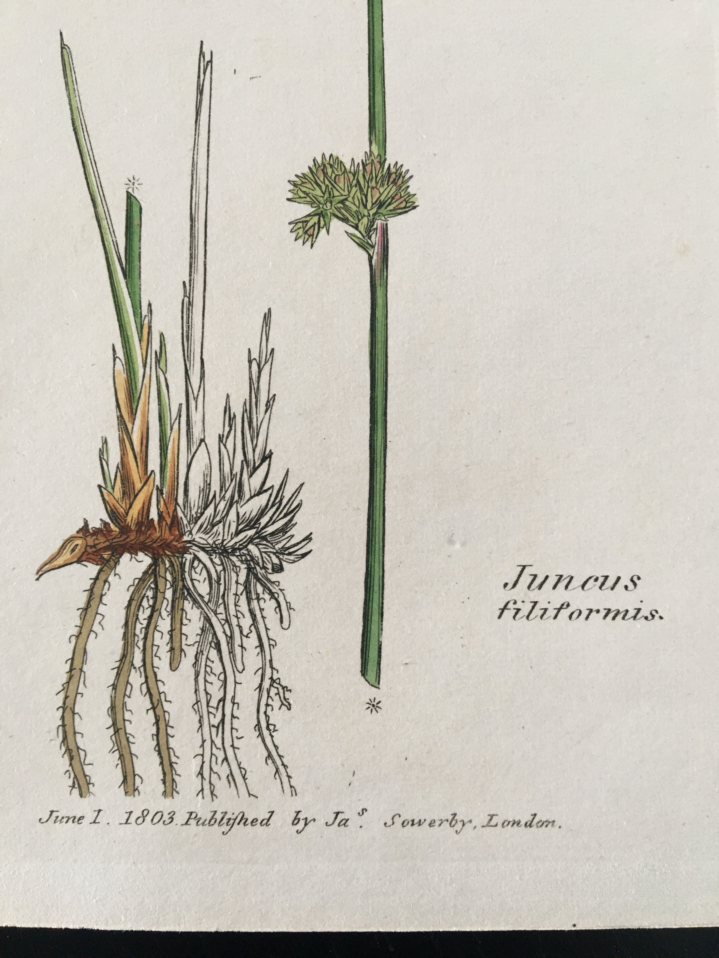 Botanical board, London 1809