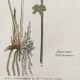 Botanical board, London 1809