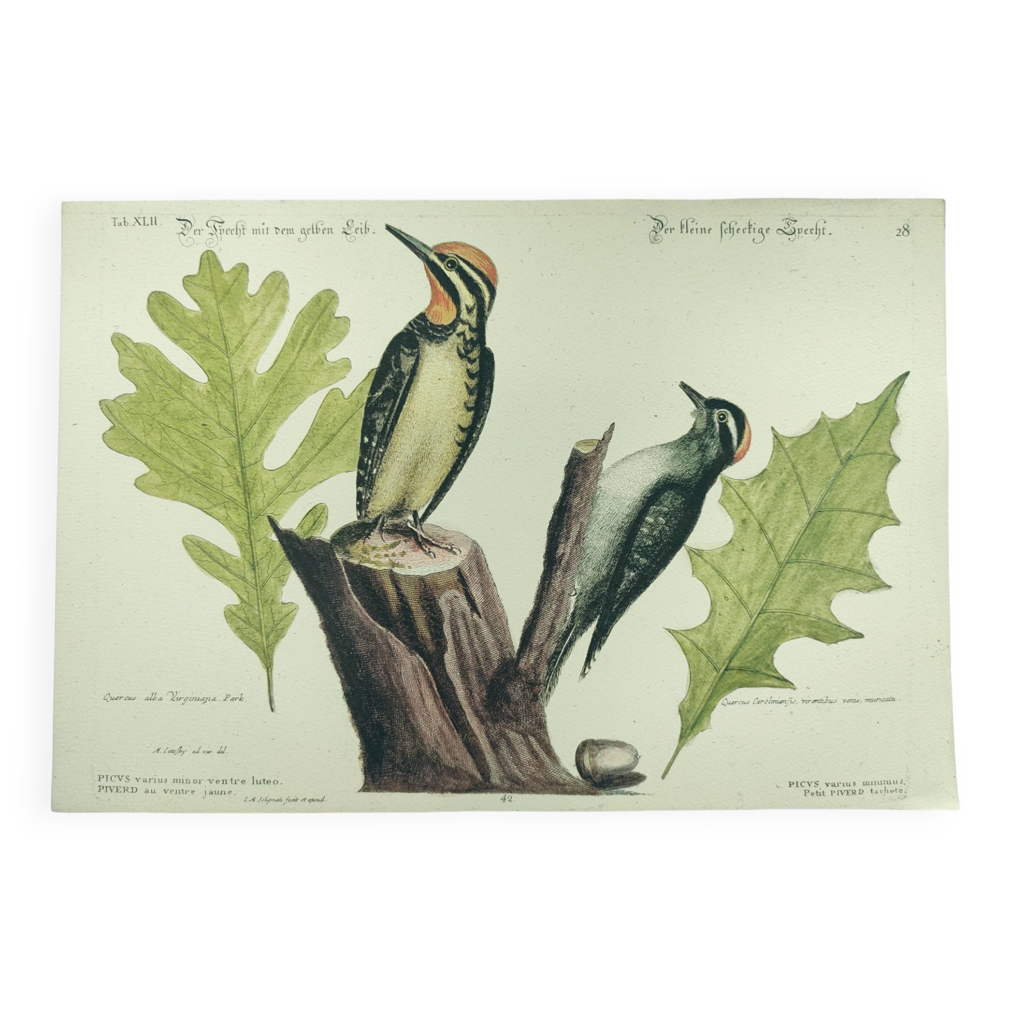 Old bird engraving - Woodpecker - Zoological plate by Seligmann & Catesby