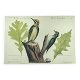 Gravure ancienne oiseau -Pivert- Planche zoologique de Seligmann & Catesby