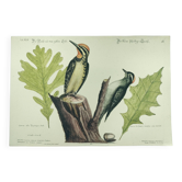 Gravure ancienne oiseau -Pivert- Planche zoologique de Seligmann & Catesby