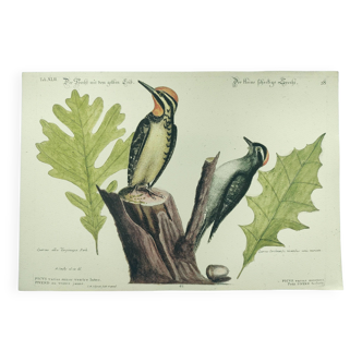 Old bird engraving - Woodpecker - Zoological plate by Seligmann & Catesby
