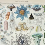 Gravure ancienne 1898, Océanographie, animaux marins - Lithographie, illustration originale