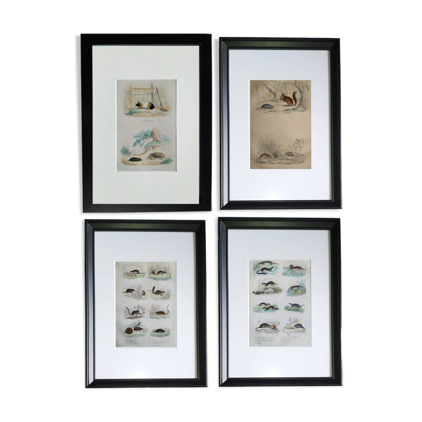 4 original zoological plates "Rat, Marten, Guinea Pig, Shrew,..."