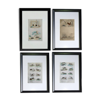 4 original zoological plates "Rat, Marten, Guinea Pig, Shrew,..."