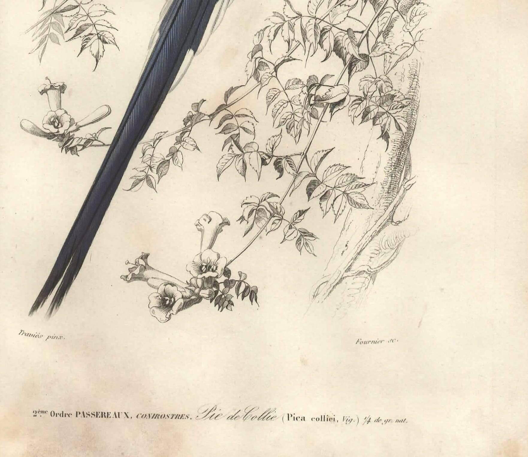 Antique engraving, 1849 - Magpie by E. Travies