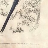 Antique engraving, 1849 - Magpie by E. Travies