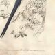 Gravure ancienne 1849 - Pie de Collie par E. Travies