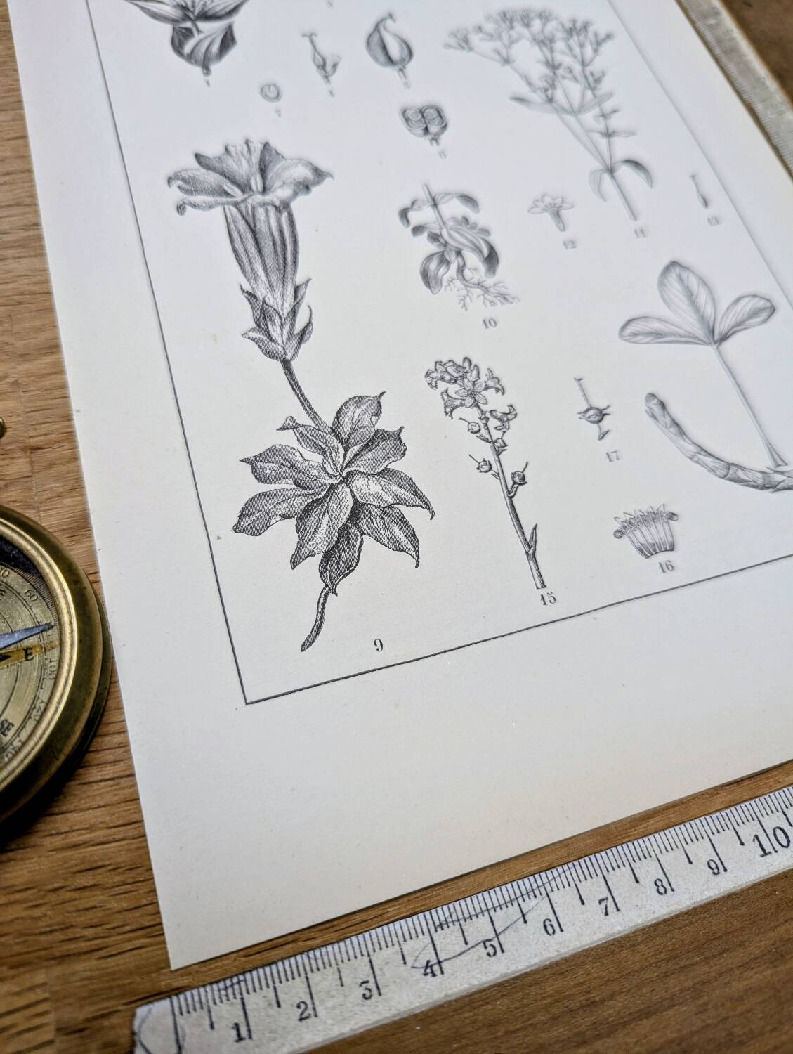 Printed in 1889, the Gentianaceae. Old botanical plate.