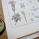 Printed in 1889, the Gentianaceae. Old botanical plate.