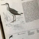 Bird illustrations