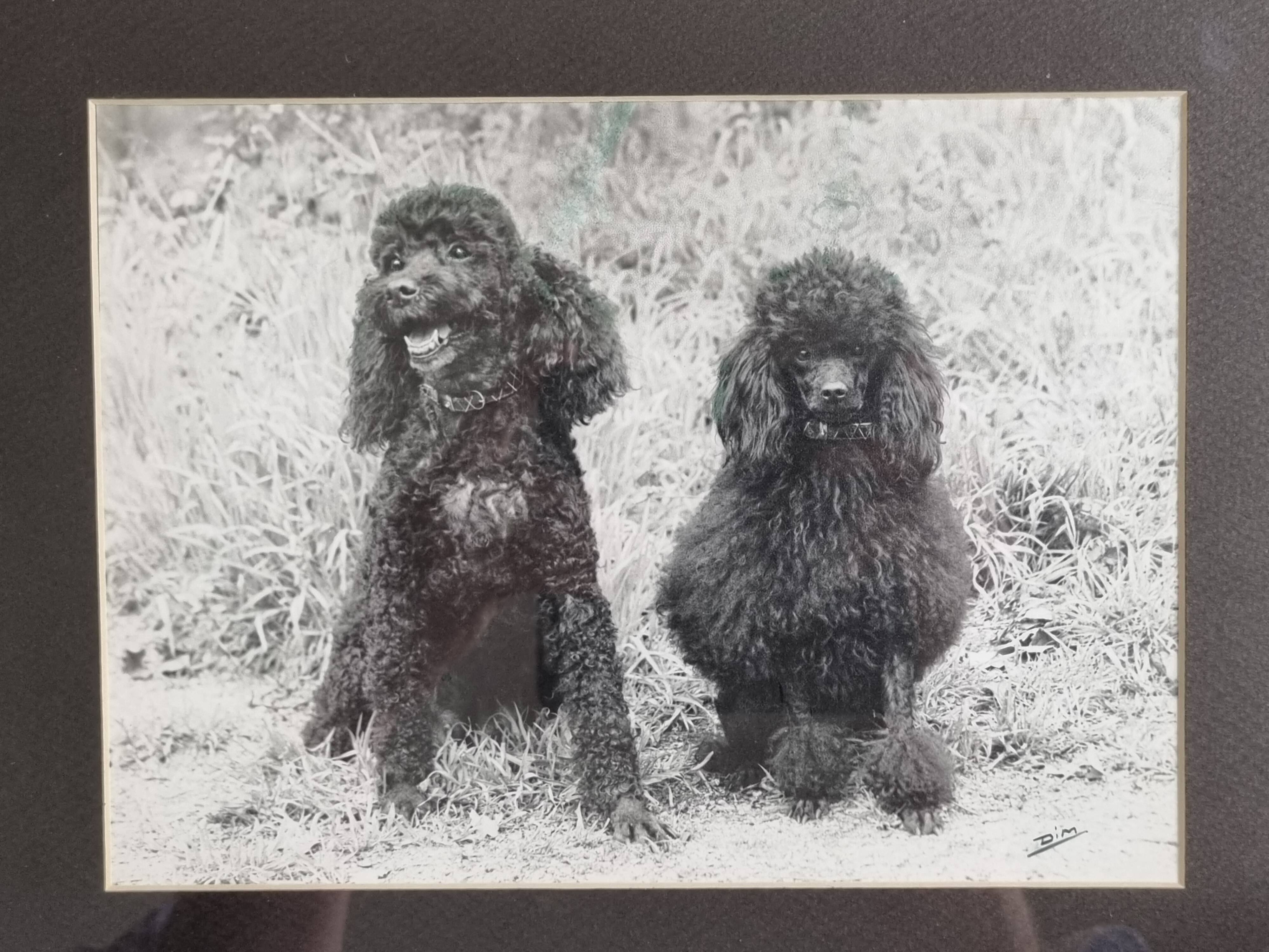 Old photograph, Canine Complicity, Silver print signed "Dim" (Henri Dimont) 32 x 25 cm