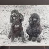 Old photograph, Canine Complicity, Silver print signed "Dim" (Henri Dimont) 32 x 25 cm