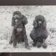 Old photograph, Canine Complicity, Silver print signed "Dim" (Henri Dimont) 32 x 25 cm