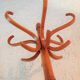 Coat rack with six heads in curved wood Baumann / vintage 50s-60s
