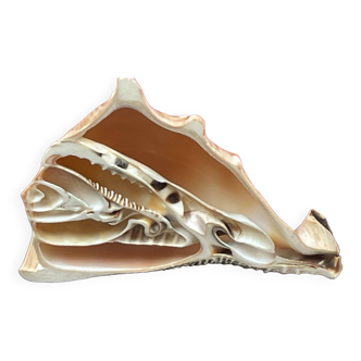 Cabinet of curiosities, sliced sea conch shell