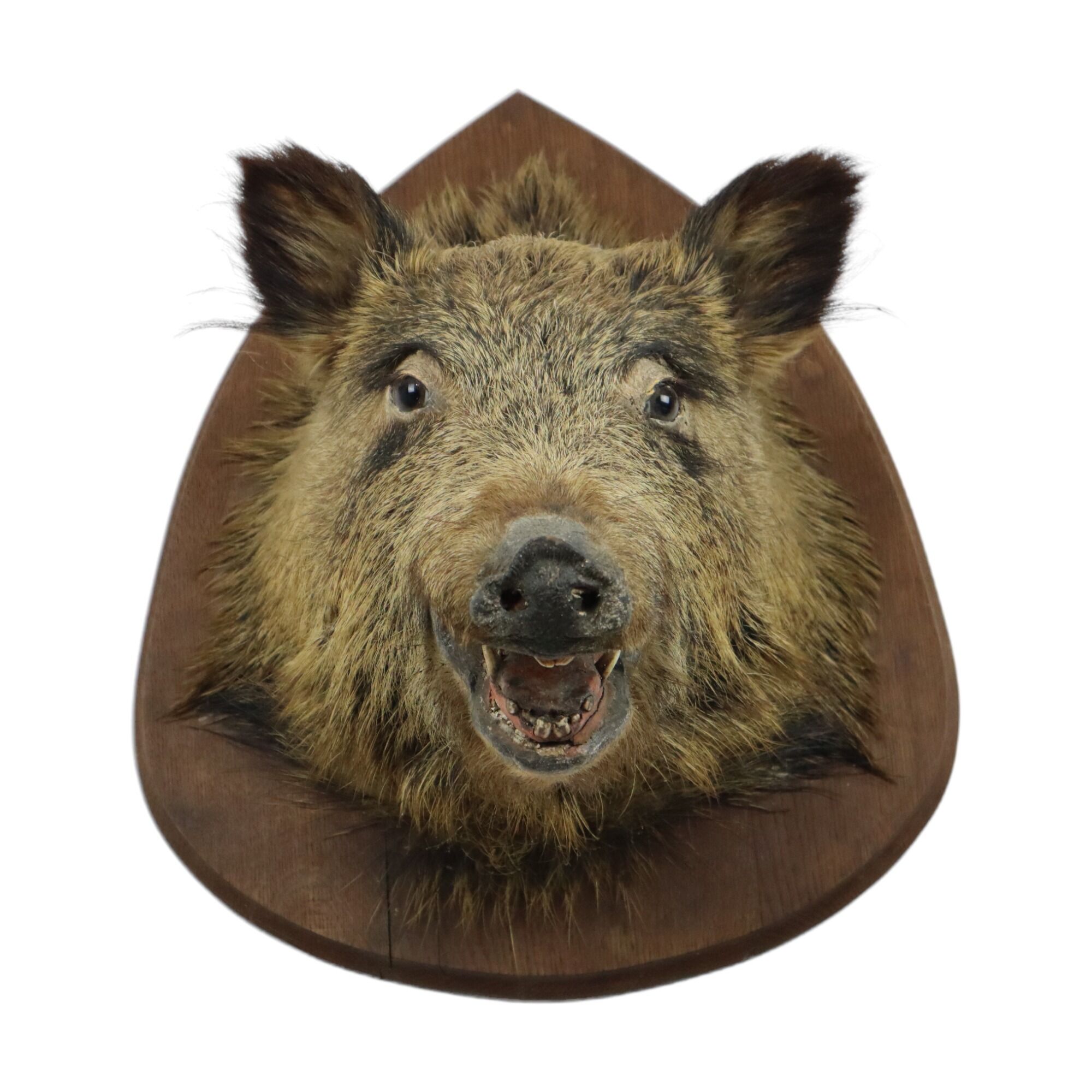 Wild boar head taxidermy wild boar bust stuffed animal 55cm