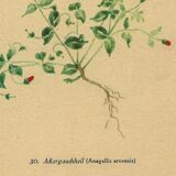 Old illustration from 1948 of meadow flowers by H.Strache - Mouron