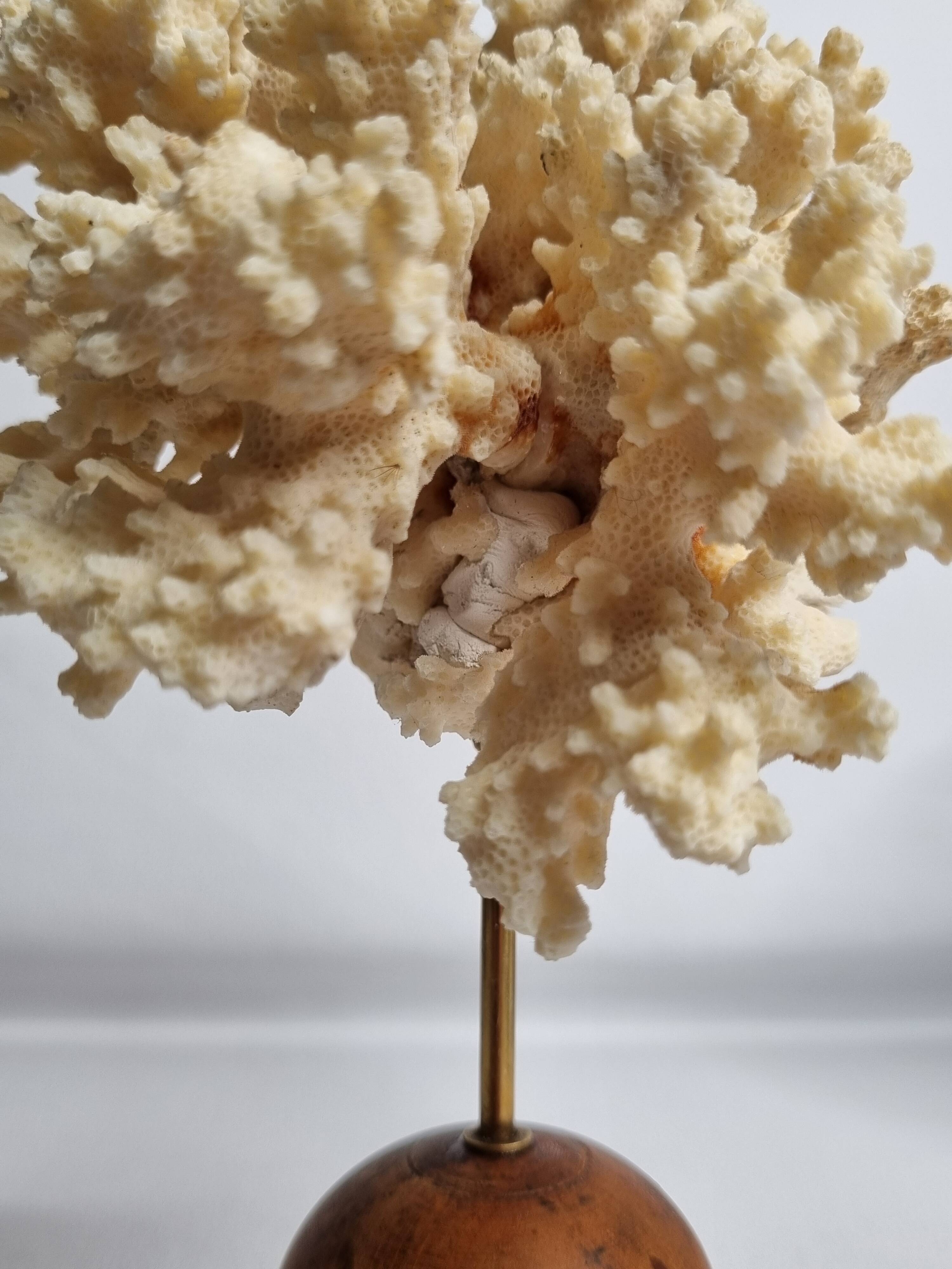 Antique ornamental coral Acropora on solid wood base, 16 cm