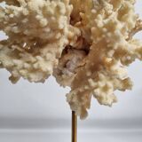 Antique ornamental coral Acropora on solid wood base, 16 cm
