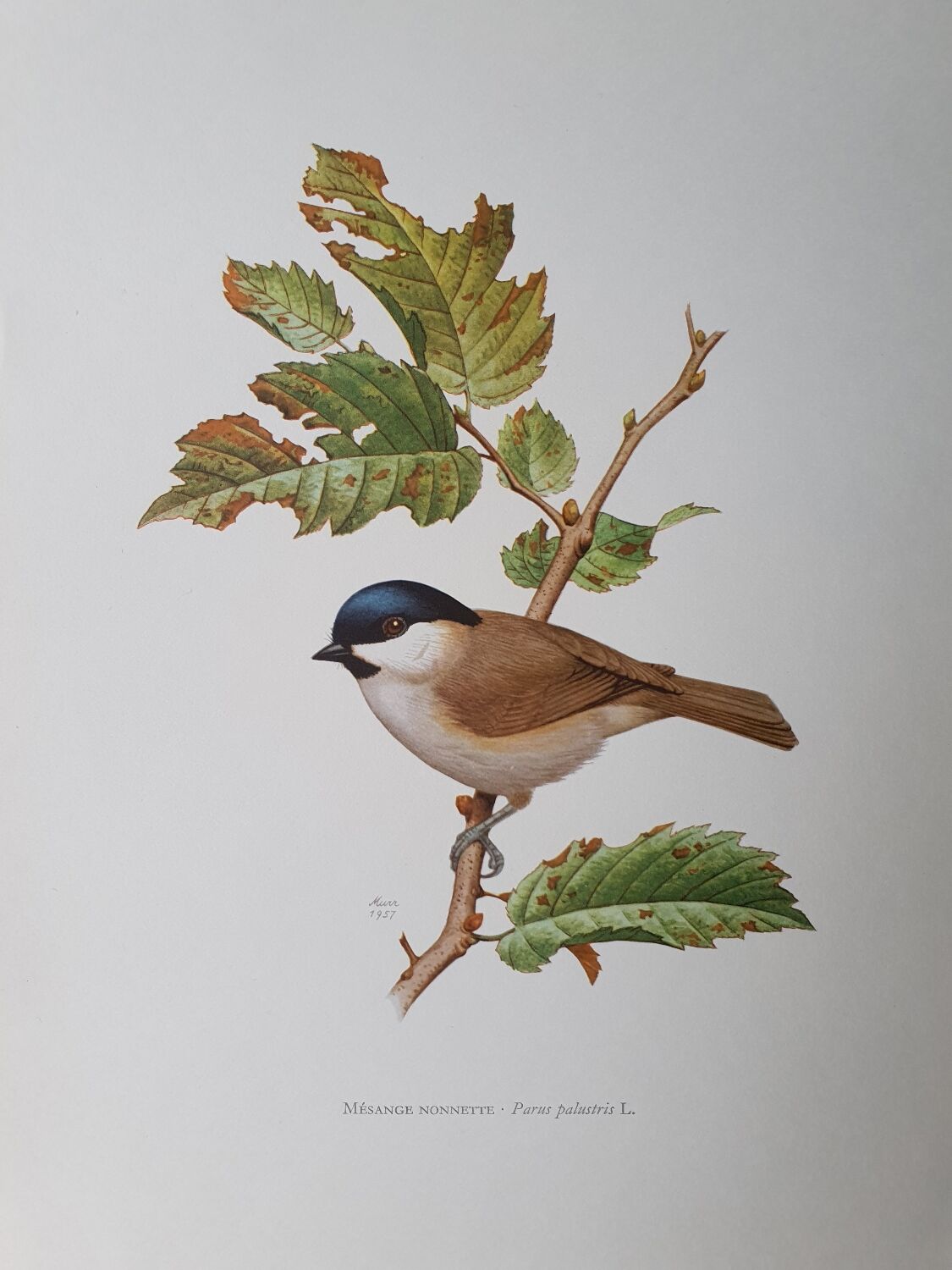 Chickadee bird board