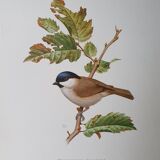 Chickadee bird board