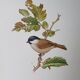Chickadee bird board
