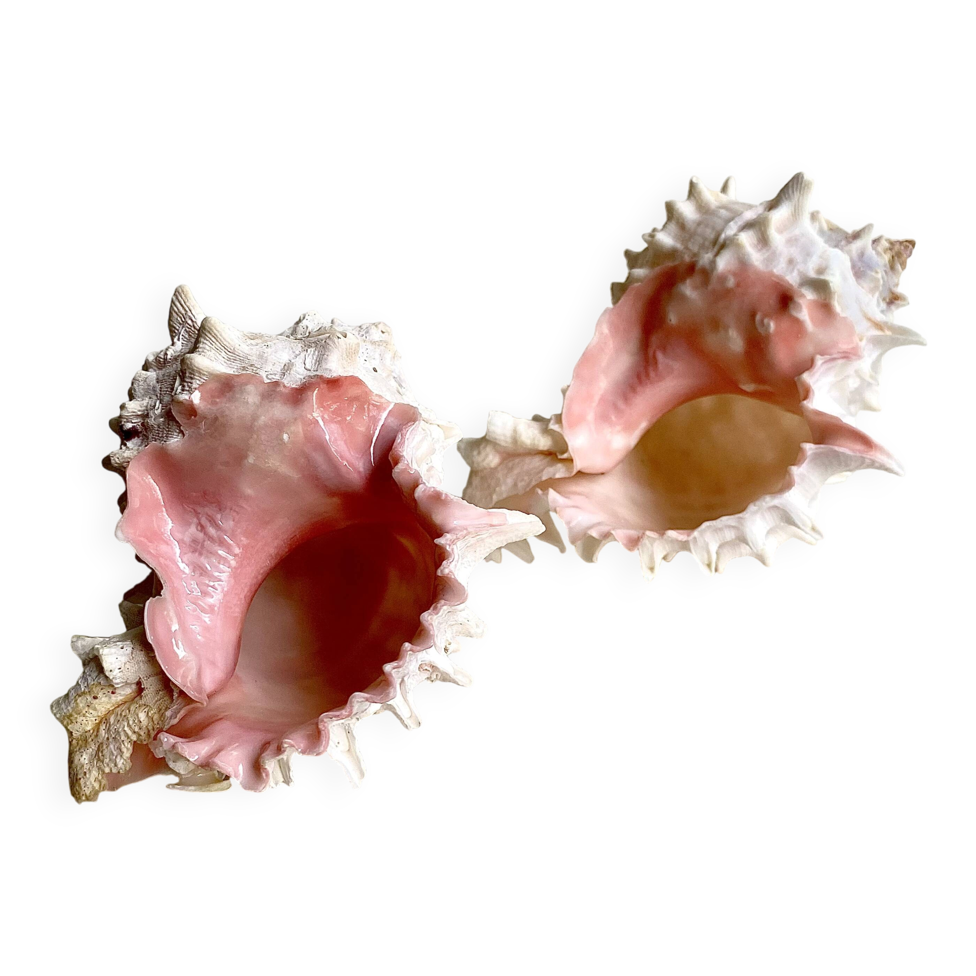 Set Murex Rameux shells