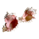Set Murex Rameux shells