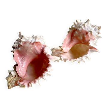 Set Murex Rameux shells