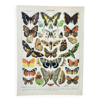 Old engraving from 1898 • European butterflies, insects • Original and vintage poster