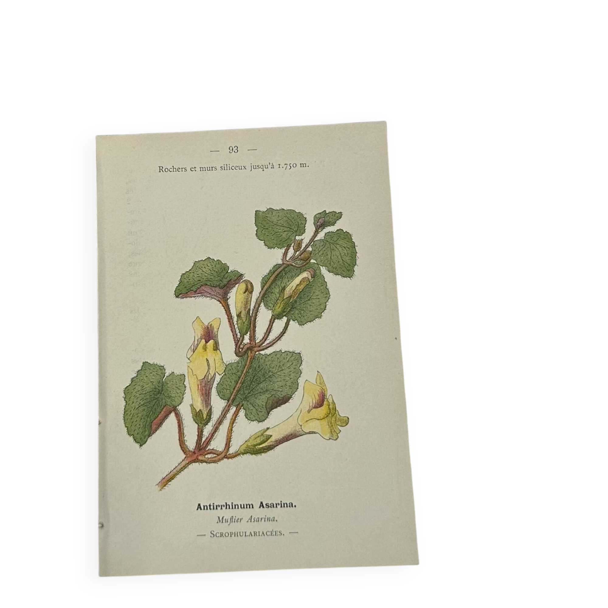 Gravure Botanique Ancienne XIXe – Lithographies Naturalistes  Fleurs &