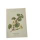 Gravure Botanique Ancienne XIXe – Lithographies Naturalistes  Fleurs &