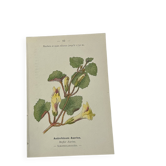 Gravure Botanique Ancienne XIXe – Lithographies Naturalistes  Fleurs &