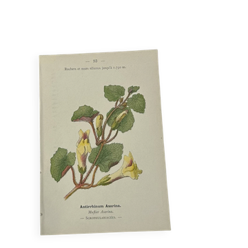 Old Botanical Engravings 19th Century – Naturalist Lithographs Flowers &
