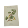 Gravure Botanique Ancienne XIXe – Lithographies Naturalistes  Fleurs &