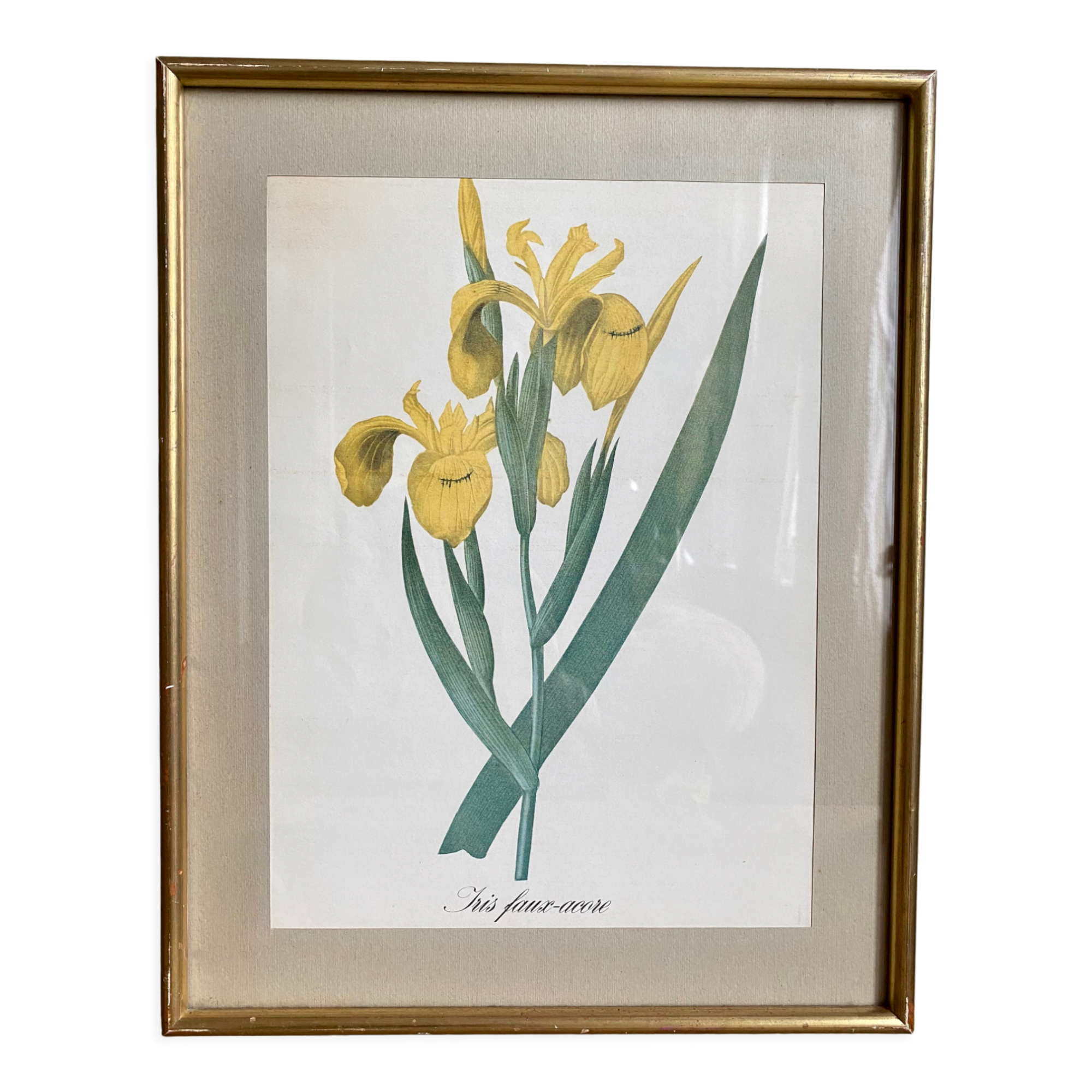 Illustration botanique dans un cadre doré