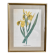 Illustration botanique dans un cadre doré
