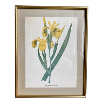 Illustration botanique dans un cadre doré