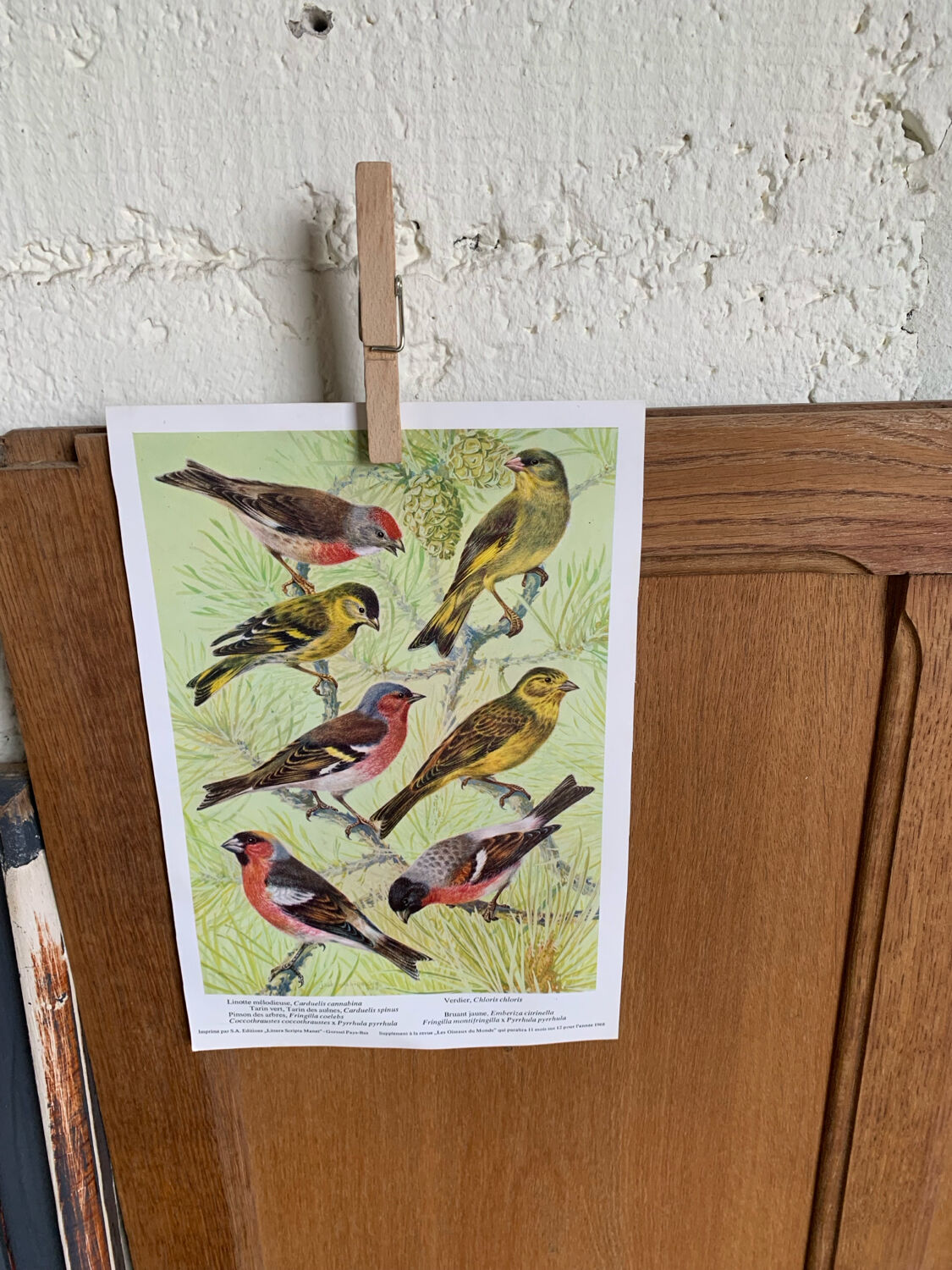Affichette "Les Oiseaux du Monde" - 1968