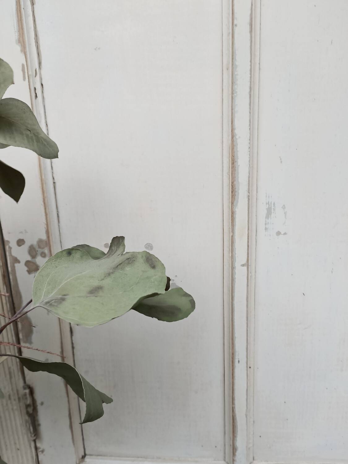 XXL Parisian wardrobe