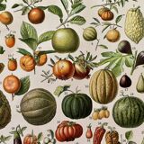 Lithograph on fruits (apricot) - 1900