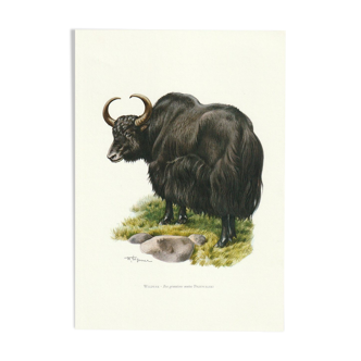 Vintage school impression of a wild yak