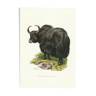 Impression scolaire vintage d'un yak sauvage