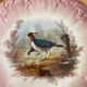 Hand-painted plates