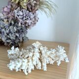 Ancient coral
