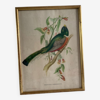 Litho bird painting by J&E Gould