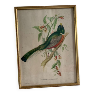 Litho bird painting by J&E Gould