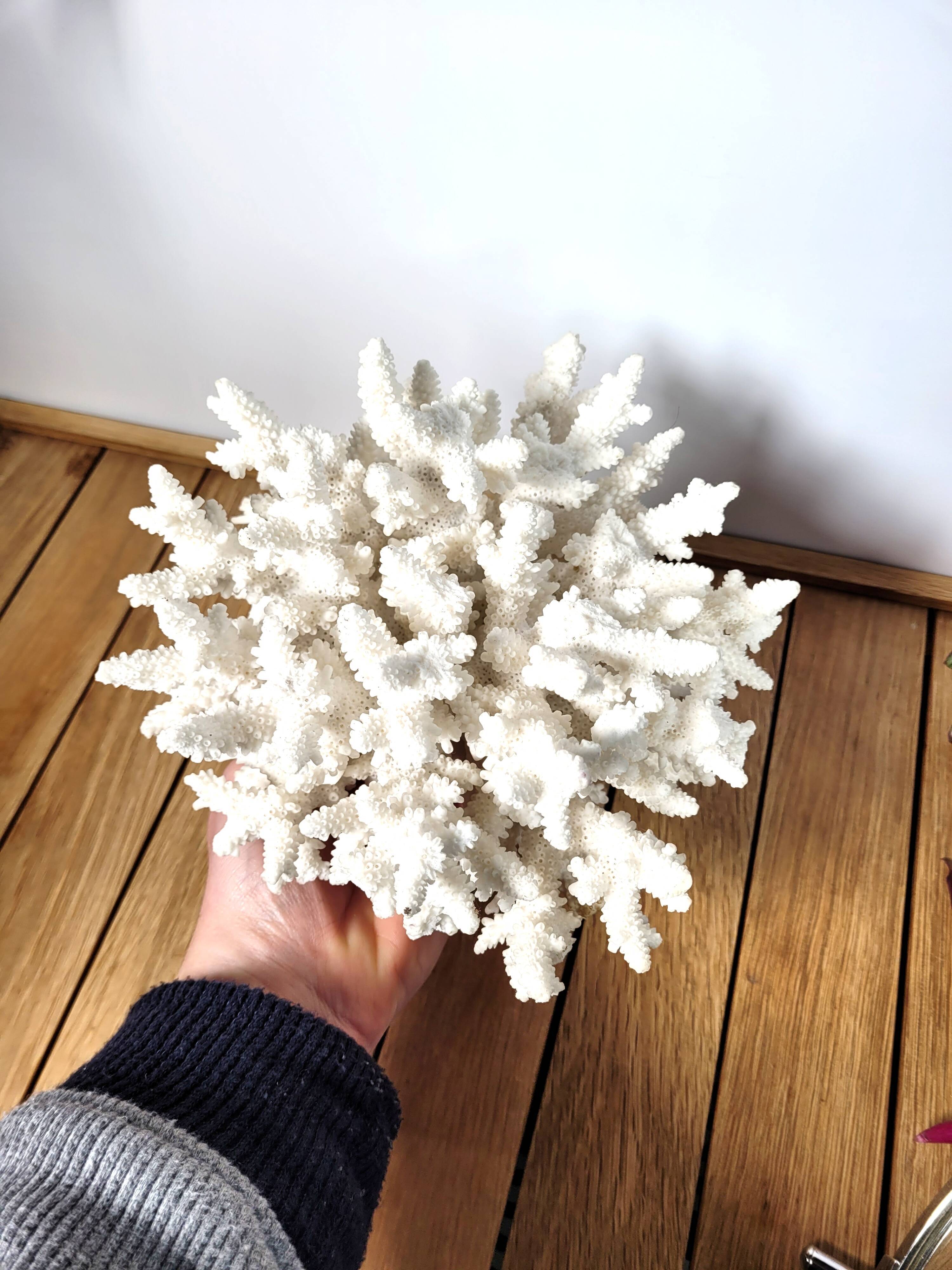 White coral